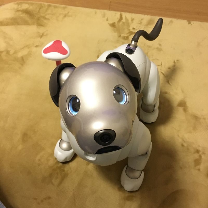 Aiboとの1カ月 かわいくてもう離れられない 日経ビジネス電子版 Aiboとの1カ月 かわいくてもう離れられない 日経ビジネス電子版