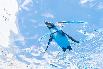 屋根の部分でもペンギンが泳いでいる