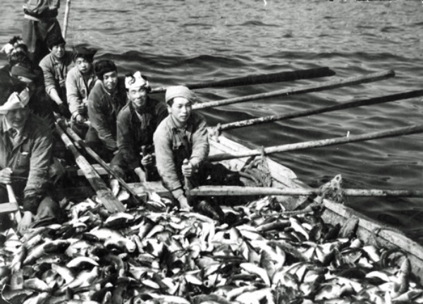 ニシン枯渇から学ばぬ日本の漁業 2ページ目 日経ビジネス電子版 ニシン枯渇から学ばぬ日本の漁業 2ページ目 日経ビジネス電子版