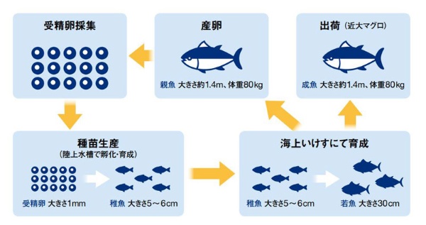 近畿大学最大のマグロ養殖拠点に潜入 日経ビジネス電子版 近畿大学最大のマグロ養殖拠点に潜入 日経ビジネス電子版