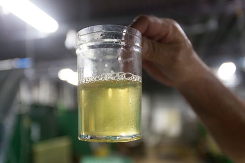 プランクトンの一種、ワムシ。クロレラと栄養強化剤を合わせて稚魚に与える。