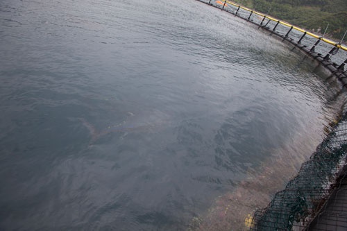 海上のいけす内で泳ぐまぐろ。餌は1日2回。写真は台風直後で水が濁っていて分かりにくいが、餌の時間になると海面に浮いてくる。この頃はまだ泳ぐスピードを上手にコントロールできずに網にぶつかって衝突死する個体も少なくない。死骸を放置するとサメがやってきて網を食いちぎるため、ダイバーが海底に潜って網の底を点検する。餌の食べ残しも掃除し、環境面にも配慮する。