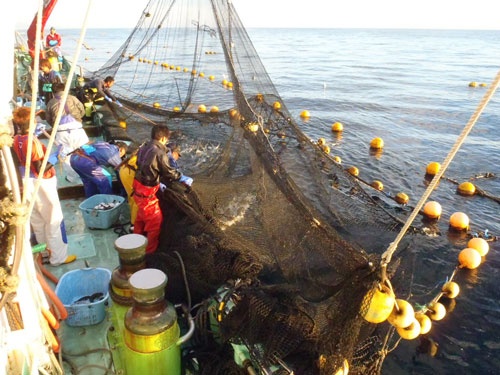マグロの定置網への混獲で、日本は漁獲枠を超過してしまった