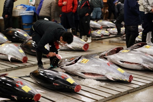 太平洋クロマグロは絶滅危惧種に指定されるほど資源量が減っている(写真:つのだよしお/アフロ)