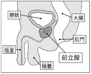 射精 後 尿 痛み