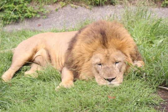 臆病なライオンは認めてもらって自信を持った 日経ビジネス電子版 臆病なライオンは認めてもらって自信を持った 日経ビジネス電子版