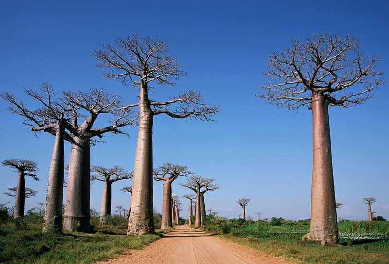 マダガスカルにほとんどの原種が分布しているというバオバブ。現地では精霊が宿る木とされている