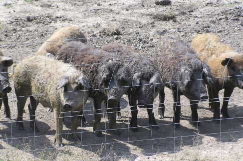 マンガリッツァ豚は国立公園で放し飼いにされているという。餌も制限していないので、豚が食べたものによって肉の味が違うそうだ（写真提供＝ハンガリー政府観光局）