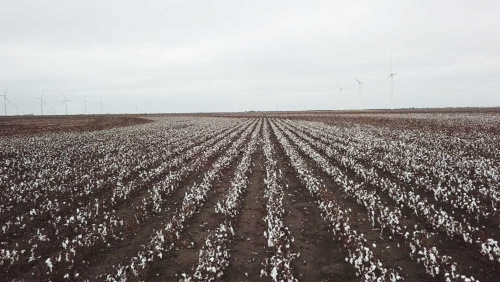 ペティ家の綿花畑。6000エーカーの土地に43基の風力タービンが立っている（撮影：Retsu Motoyoshi)