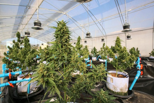 タイ国立のアバイブーベ病院で栽培されている医療用大麻