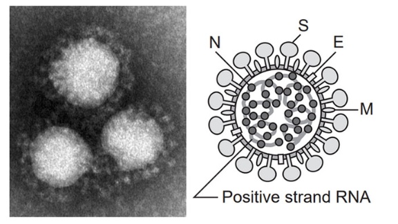 大き マスク ウイルス コロナ さ 新型コロナウイルス、黄砂、花粉、PM2.5…大きさは？比較したらどれが大きい？マスクの効果は？