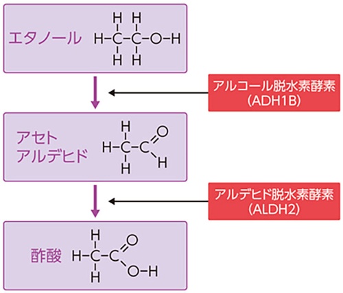 体内に入ったアルコールは、アルコール脱水素酵素によってアセトアルデヒドに分解される。その後、「アルデヒド脱水素酵素」により、無毒な酢酸になる。