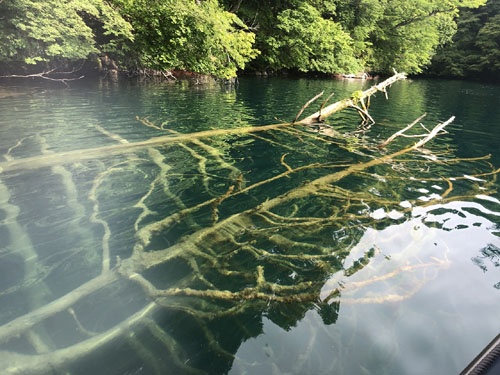 豊島さんによれば「十和田湖は湖底から湧き出す低酸素濃度の水のおかげで、こうした倒木が腐敗せずにそのままの形で残っています」とのこと。この木も10年以上前に倒れたものだそうです。