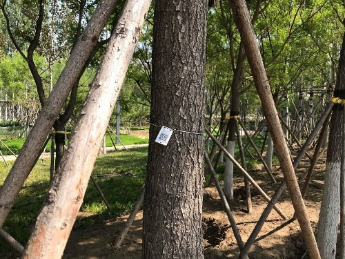 樹木に取り付けられているQRコード。