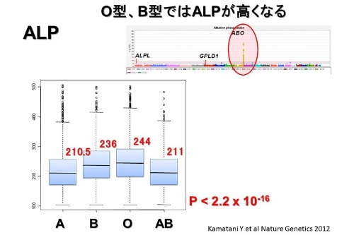 肝臓や胆のうなどの病気の指標とされるALP値と関連する遺伝子を調べたところ、血液型を決定するABO遺伝子が最も強い関連を示し、A型、AB型に比べ、特にO型では30以上値が高くなることが分った。つまりO型では、特に病気がなくても異常値となる可能性が高くなると想定される。”P”は結果が統計上、有意かどうか判断する指標のひとつで、小さいほど有意と判断される。(画像提供:松田浩一)