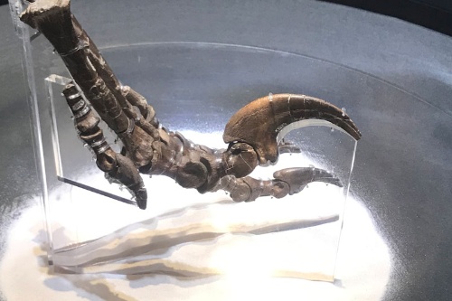 「恐竜博2019」にやってきたデイノニクスの足の第2趾（ホロタイプ（正模式）標本）。