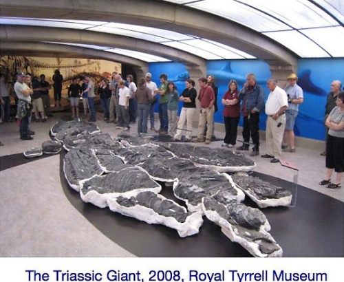 カナダ、ロイヤル・ティレル博物館に展示されるショニサウルスの化石。奥が頭。（画像提供：真鍋真）