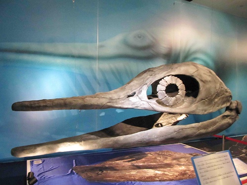 同じくショニサウルスの頭部。全長21mもあるだけに、頭部だけでも巨大だ。（画像提供：真鍋真）