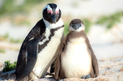 タカ派、ハト派でなくペンギン派?(写真:アフロ)