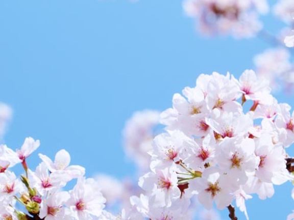 世界が 桜は中国の花 と思う日は来るか 日経ビジネス電子版