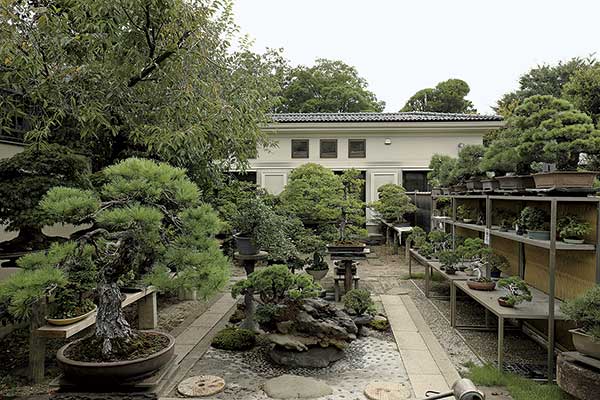 江戸末期から続く盆栽業の5代目、女性視点で「盆栽を身近な楽しみに