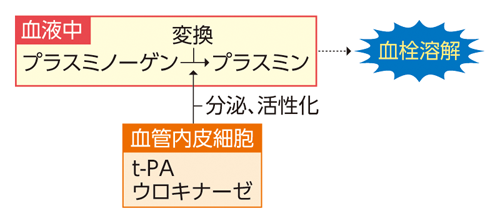 血管内皮細胞から分泌される「t-PA」「ウロキナーゼ」といった物質は、タンパク質分解酵素「プラスミン」の前駆体である、血漿(しょう)中「プラスミノーゲン」に働きかける。プラスミンは、血栓を大きくする元の「フィブリン」を溶解する。