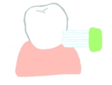 奥歯（表側）は毛先を垂直に当てる