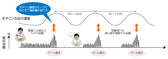 お腹がよく鳴るのは健康 不健康 日経ビジネス電子版 お腹がよく鳴るのは健康 不健康 日経ビジネス電子版