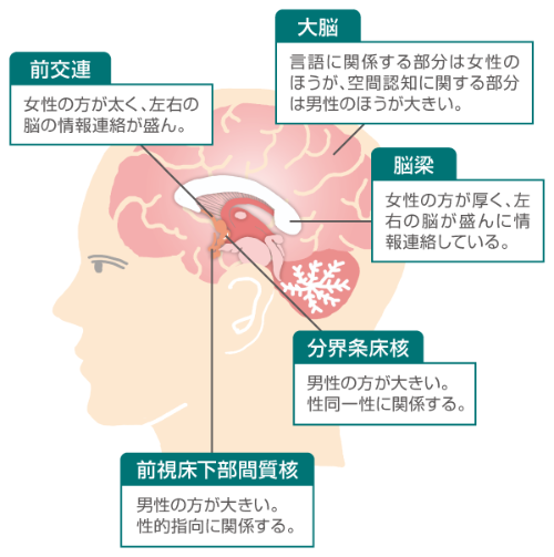 脳の中には男性と女性で大きさなどが異なる部位がある