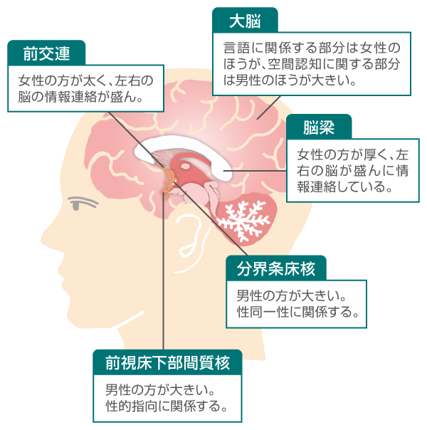 「異性愛」か「同性愛」かは何で決まる?
