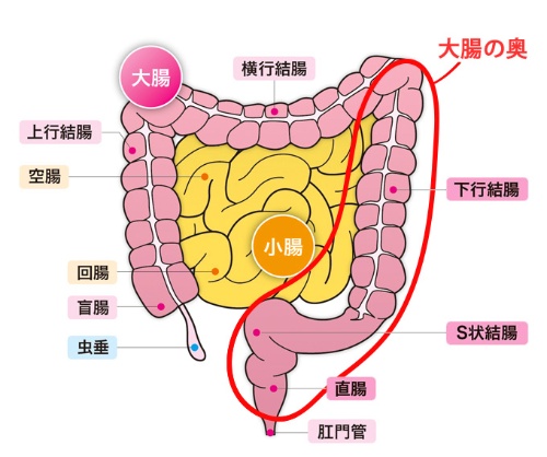 図1　大腸の部位
