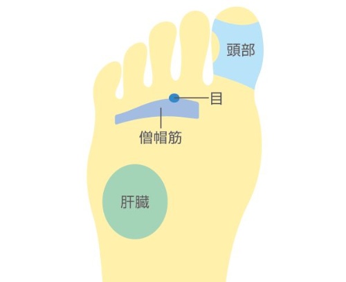 不眠症患者も改善 1日1分の足裏マッサージ法 日経ビジネス電子版