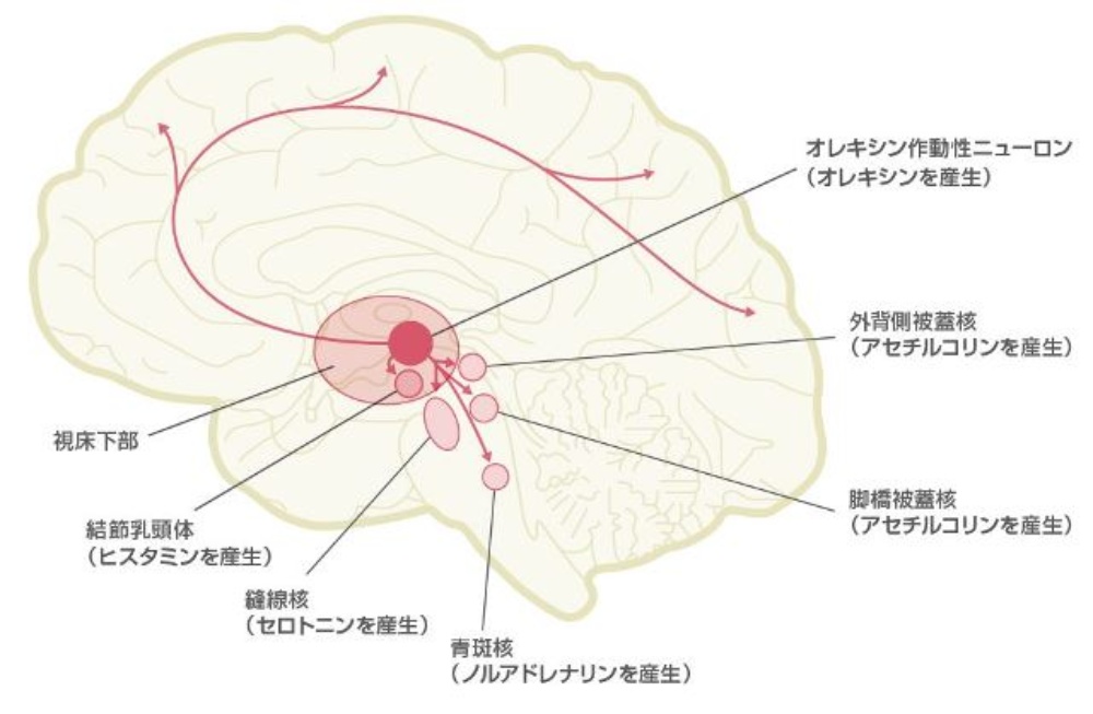 覚醒物質オレキシンの働きを抑える快眠術とは 日経ビジネス電子版 覚醒物質オレキシンの働きを抑える快眠術とは 日経ビジネス電子版